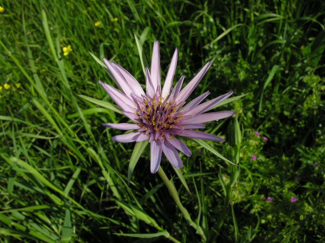 Tragopogon porrifolius / Barba di becco violetta